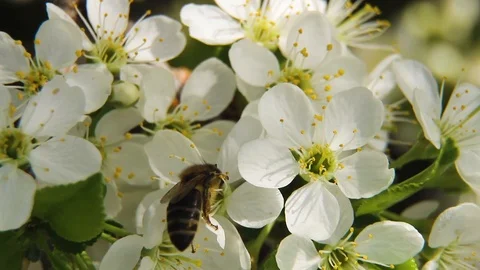 It's spring. Bees feast on the flower market. Stock Footage 91546066