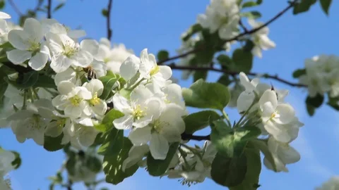 It's spring. Bees feast on the flower market. Stock Footage 91546081