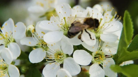 It's spring. Bees feast on the flower market. Stock Footage 91546110