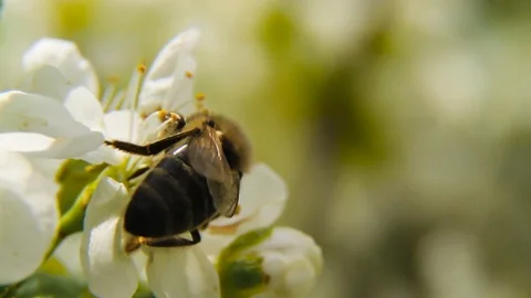 It's spring. Bees feast on the flower market. Stock Footage 91546129
