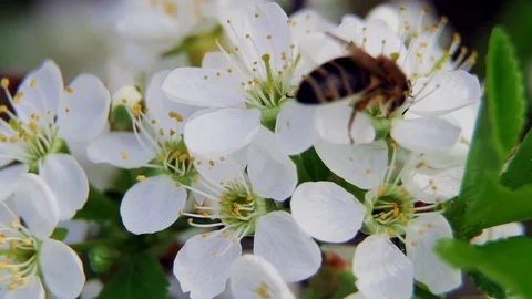 It's spring. Bees feast on the flower market. Stock Footage 108984418