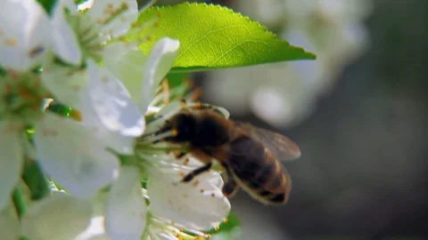 It's spring. Bees feast on the flower market. Stock Footage 108984419