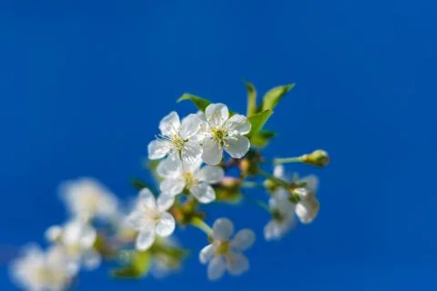 It's spring. Cherry blossoms against the blue sky. Abstract blurred backgroun Stock Photos