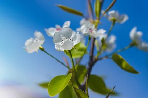 Its spring now. Pear branch blooming against the blue sky. Stock Photos