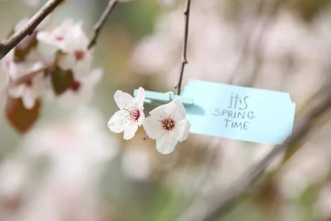 Its Spring Time concept. Blurred photo for background Stock Photos