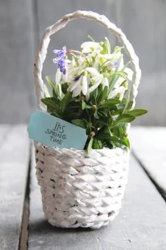 It's Spring Time - Hand drawn inspirational quote and Bouquet of snowdrops in a Stock Photos