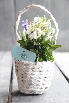 It's Spring Time - Hand drawn inspirational quote and Bouquet of snowdrops in a Stock Photos
