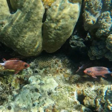It’s a Stare down Between a Pair of Reef Squirrelfish  Stock Photos