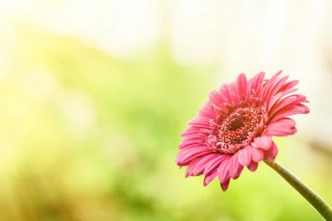 It's time to bloom Stock Photos