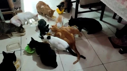 It's time for breakfast. Stock Footage 245347606