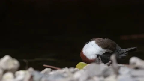 It's time to clean for the White throated Dipper (Cinclus cinclus) Vidéo 171621345
