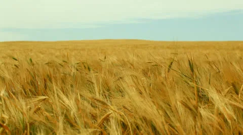 It's time to harvest Video stock 26145746