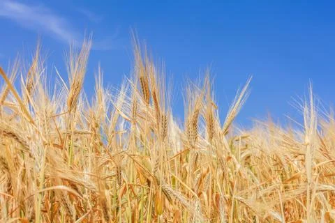 It's time to harvest 写真素材