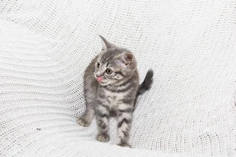 Its tiny paws and curious eyes bring joy to the moment. A perfect scene of Stock Photos