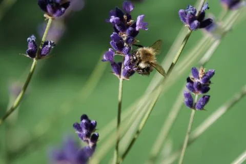 With its trunk the bumblebee sucks the tasty lavender nectar Foto stock