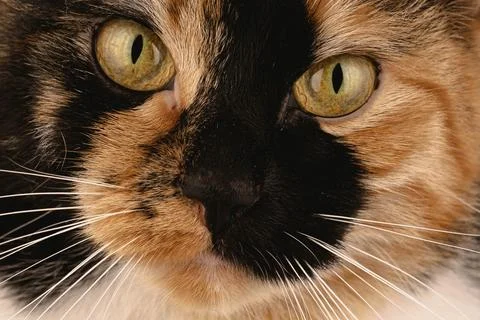 Its unique tricolor fur pattern adds to its charm. A serene and mesmerizing Foto stock