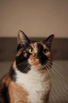 Its unique tricolor fur pattern adds to its charm. A serene and mesmerizing Foto stock