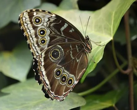 With its wings closed, the Blue Morpho Butterfly shows an incredible pattern to 스톡 사진
