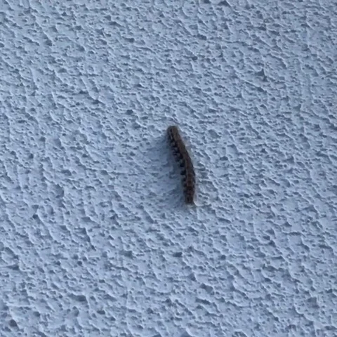 It's a worm walking on the wall Stock Footage 123298387