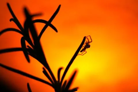 Itsy Bitsy Spider Foto stock