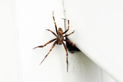 Itsy bitsy spider Stock Photos