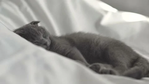 Ittle cute grey Scottish kitty sleeping with his mouse on the white bed. Stock Footage 160400676