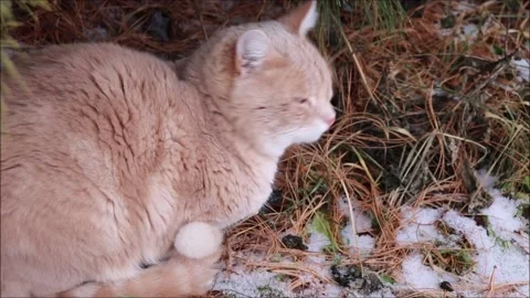 Iuliia Koroleva Stock Footage 220840296