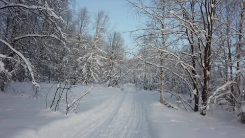 Ivalo forest walk Stock Footage 244733091