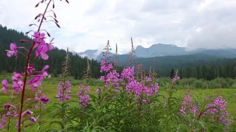 Ivan-chai Stock Footage 270027864