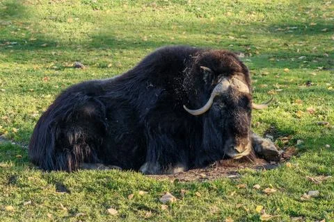 Ivan musk ox lying on green grass. Stock Photos