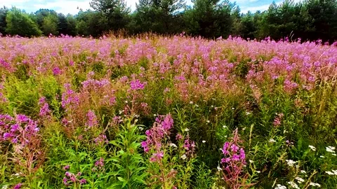 Ivan-tea (Chamaenerion) grows in a meadow Video stock 220445130
