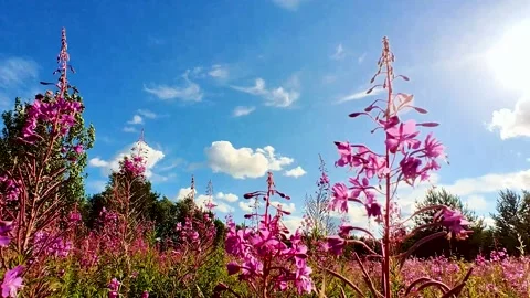 Ivan-tea (Chamaenerion) grows in a meadow Stock Footage 220445226