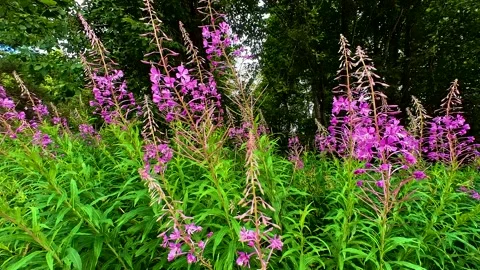 Ivan-tea (Chamaenerion) grows in a meadow Stock Footage 220617904