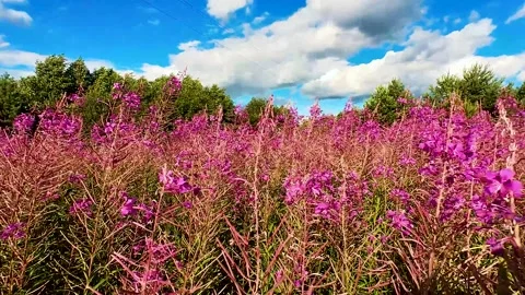 Ivan-tea (Chamaenerion) grows in a meadow Stock-Footage 220617993