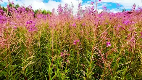 Ivan-tea (Chamaenerion) grows in a meadow Stock Footage 223687006