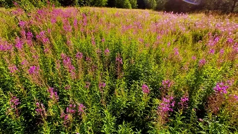 Ivan-tea (Chamaenerion) grows in a meadow Stock Footage 321612650