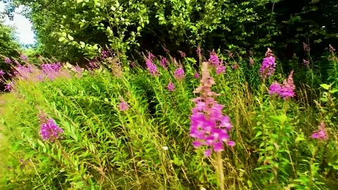 Ivan-tea (Chamaenerion) grows in a meadow Stock Footage 321612663