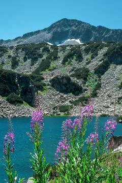 Ivan-tea flowers on the background of a high-mountainous lake in Pirin National Stock Photos