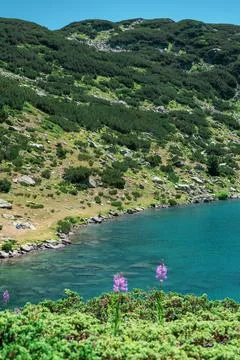 Ivan-tea flowers on the background of a high-mountainous lake in Pirin National Stock Photos