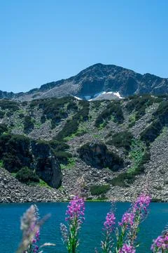 Ivan-tea flowers on the background of a high-mountainous lake in Pirin National Stock Photos