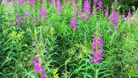 Ivan tea grows in the forest on the river Bank. Forested area. Beautiful nature  Stock Footage 145321483