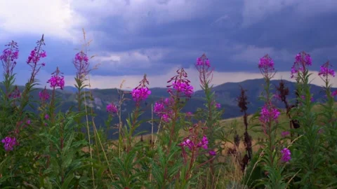 Ivan tea grows in the mountains against the background of rain clouds Stock-Footage 210307242