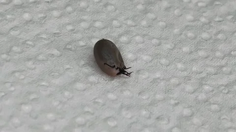 Ive dog brown tick removed from the side lies upside down Stock Footage 308969120