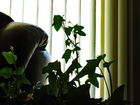 I've Silhouette Stock Photos