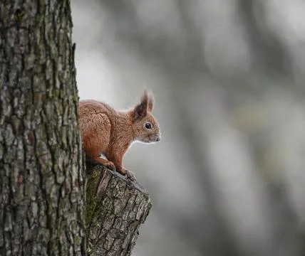 Ively red squirrel resting on a tree, bathed in warm nature light. Stock Photos