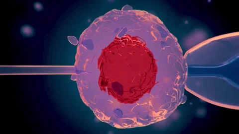 IVF in vitro fertilization microscopic view. Intracytoplasmic sperm injection Stock Footage 270441260