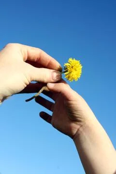 Iving mom a dandelion Stock Photos