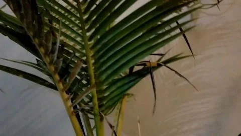 Ivory coconut bonsai Stock Footage 327423087