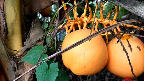 Ivory coconut Stock Footage 208910271