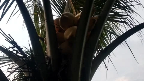 Ivory coconut Stock Footage 328296087